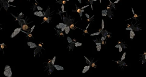 Bee 3d animation falling Video stock 98761995