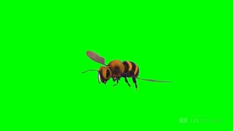 Bee 3d chroma key (Green Background) flying Stock Footage 220301655