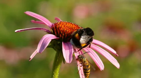 Bee 9 Stock Footage