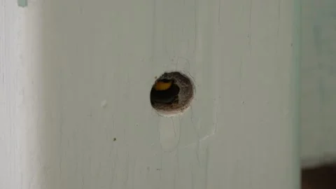 Bee - Abeille Stock Footage 164332978