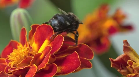Bee, abeja crawling on red flower in garden, macro, field, 4k 動画素材 56953991