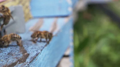 Bee About To Take Off From Hive Edge Stock Footage 342021324