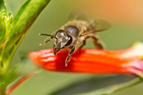 A bee about to take off Stock Photos