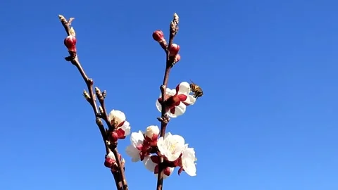 Bee above Flowe Plum.Tree Plum,blooming flowers In the garden Stock Footage 133016112