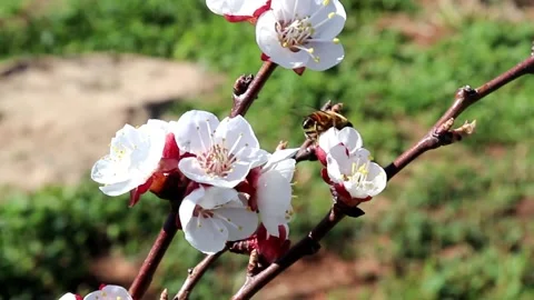 Bee abover flower Plum.Tree Plum, blooming flowers In the garden Stock Footage 133016993