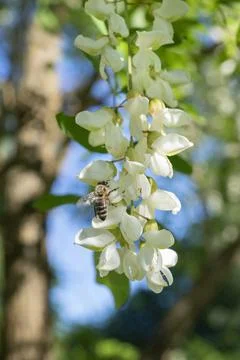 Bee on acacia Stock Photos