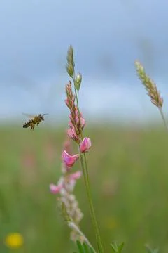 Bee in action on a field Stock Photos