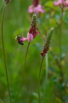 Bee in action on a field Stock Photos