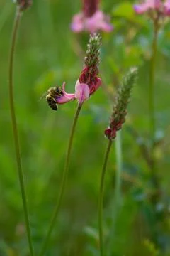 Bee in action on a field Stock Photos