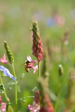 Bee in action on a field Stock Photos