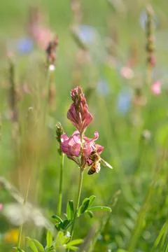 Bee in action on a field Stock Photos