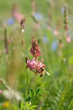 Bee in action on a field Stock Photos