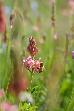 Bee in action on a field Stock Photos