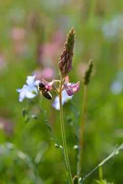 Bee in action on a field Stock Photos