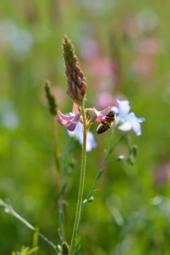 Bee in action on a field Stock Photos