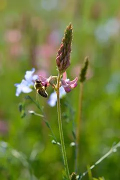 Bee in action on a field Stock Photos