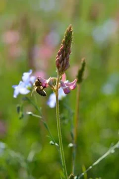 Bee in action on a field Stock Photos