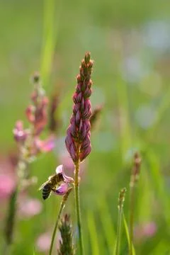 Bee in action on a field Foto stock