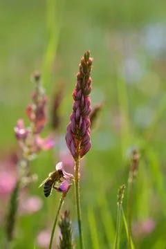 Bee in action on a field Stock Photos