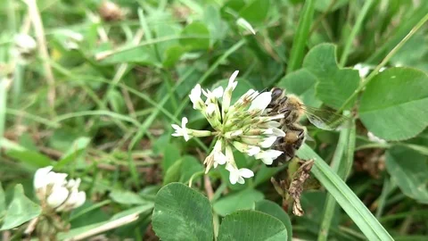 Bee in action Stock Footage 107783501