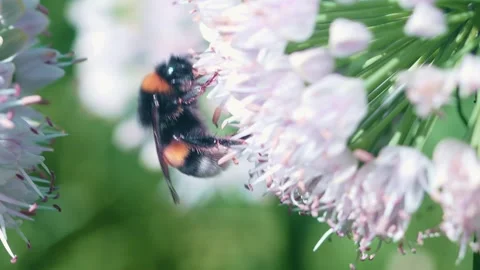 A bee is actively collecting pollen from vibrant flowers in a lush garden. The Vídeos de archivo 314727237