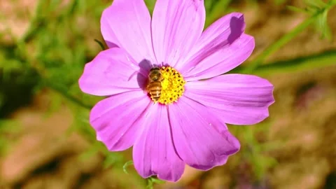 A bee actively collects pollen from the vibrant pink petals and yellow cent.. Stock Footage 341354593