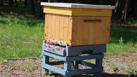Bee activity around wooden hive with insects flying near entrance on outdoor Stock Footage 337371117