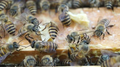 Bee activity on bee breeding box Vídeos de archivo 48804342
