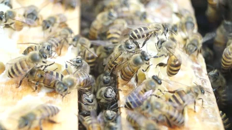 Bee activity on bee breeding box Stock Footage 48804963