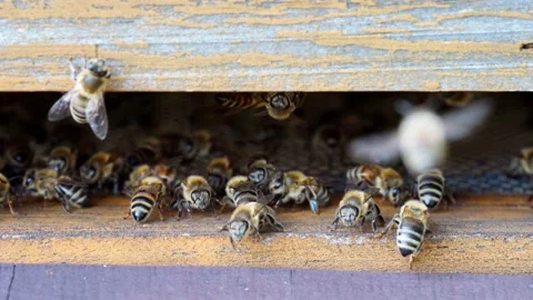 Bee activity at the entrance of the hive - close up. 4k Stock Footage 197706404