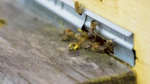 Bee activity at the entrance to the hive Stock Footage 266741162