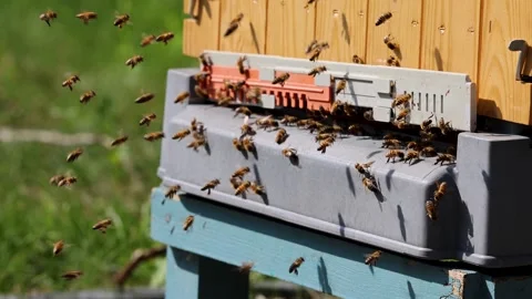 Bee activity at hive entrance with insects landing on wooden surface and plastic Stock Footage 337370967