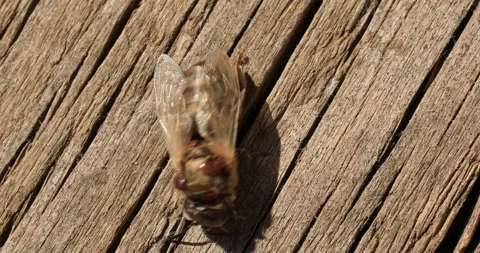Bee affected by the parasite Varoma on a white background Stock-Footage 196867703