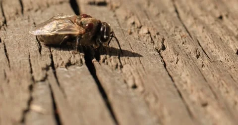Bee affected by the parasite Varoma on a white background Stock-Footage 196868142