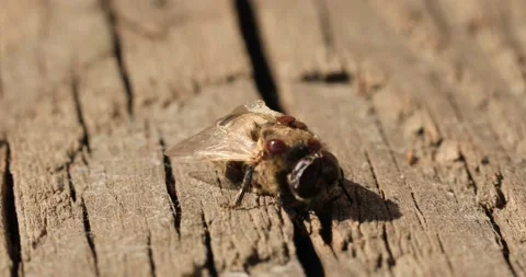 Bee affected by the parasite Varoma on a white background Stock-Footage 196869381