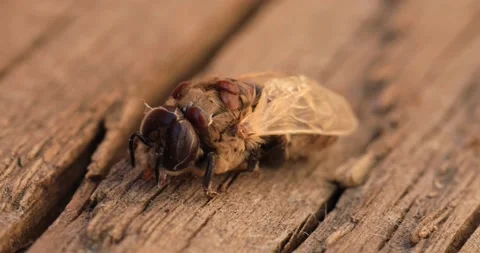 Bee affected by the parasite Varoma on a white background Stock-Footage 196870086