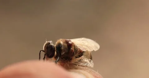 Bee affected by the parasite Varoma on a white background Stock-Footage 196870604