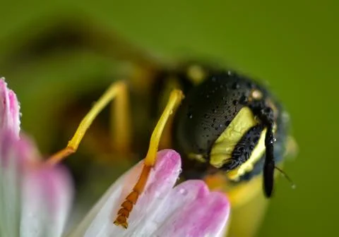 Bee after the rain Stock Photos