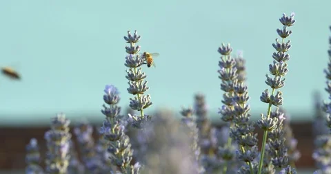 Bee against sky on lavender sprig to another Stock Footage 113145111