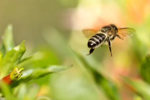 A bee in the air Stock Photos
