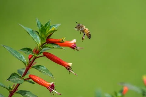 A bee in the air Stock Photos