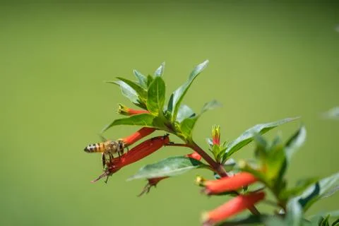 A bee in the air Stock Photos