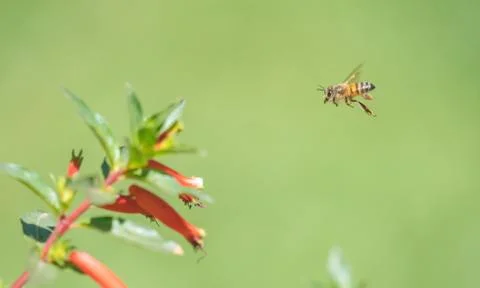 A bee in the air Stock Photos