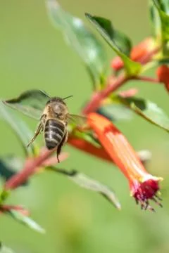 A bee in the air 스톡 사진