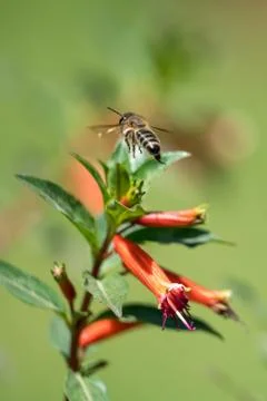 A bee in the air Stock Photos