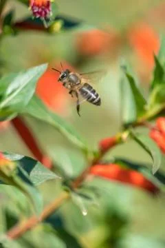 A bee in the air Foto stock