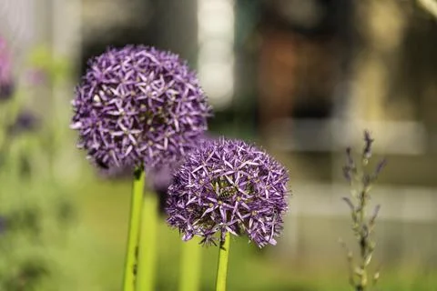 Bee On Allium Globe Stock Photos