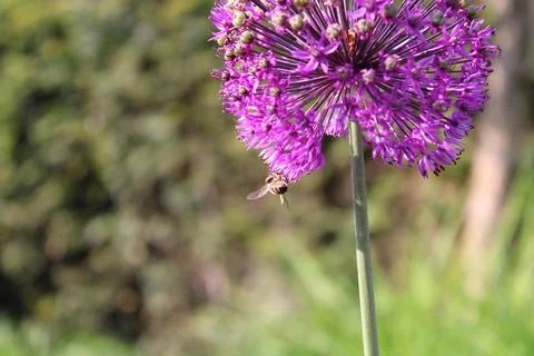 Bee on allium Foto stock
