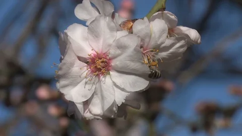Bee on almond flower Stock Footage 105542112