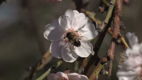 Bee on almond flower Stock Footage 105601030
